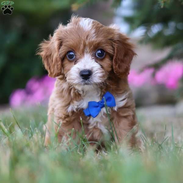 Oscar, Cavapoo Puppy